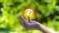 concept eco earth day. green tree growing in a light bulb On the background blurred image of green leaves and there is a golden Royalty Free Stock Photo