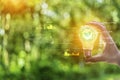 concept eco earth day. green tree growing in a light bulb On the background blurred image of green leaves and there is a golden Royalty Free Stock Photo