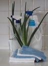 The concept of eco-friendly natural detergents. Detergents and cleaning products with aloe vera plant on the background of ceramic