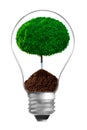 Concept. ecological lamp with green tree