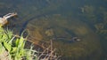 The concept of ecologists. The car tire in the river