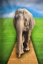 Concept with elephant Royalty Free Stock Photo