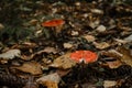 Concept of environment and nature of autumn forest in detail. Two red fly agaric poisonous and dangerous inedible Royalty Free Stock Photo