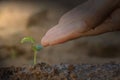 The concept of environmental conservation. Small seedlings that are just planted and waiting for growth, with hands that are