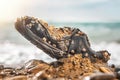 Concept of environmental protection and pollution. An old Shoe, covered with shells, lies on the beach, in the sand. In the Royalty Free Stock Photo