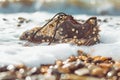 Concept of environmental protection and pollution. An old Shoe covered with shells lies on the coast in the sea foam. Close up. Royalty Free Stock Photo