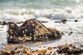 Concept of environmental protection and pollution. An old Shoe covered with shells lies on the coast in the sea foam. The ocean is Royalty Free Stock Photo