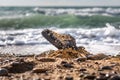 Concept of environmental protection and pollution. An old Shoe, covered with shells, lies in the coastal sand. In the background Royalty Free Stock Photo