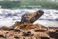 Concept of environmental protection and pollution. An old Shoe, covered with shells, lies in the coastal sand. The ocean is in the Royalty Free Stock Photo