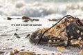 Concept of environmental protection and pollution. An old Shoe covered with shells lies on the seashore. Close up. In Royalty Free Stock Photo