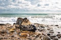 Concept of environmental protection and pollution. An old Shoe, covered with shells, lies on the shore. In the background, the Royalty Free Stock Photo