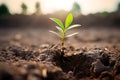 The concept of environmental restoration The growth of seedlings on cracked soil, cracked soil in the dry season affected by