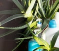 The concept of environmentally friendly natural detergents.Detergents and cleaners with the medicinal plant aloe vera