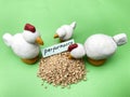 Concept, Enzyme and Digestibility for Animal Farm Feed Quality,