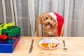 Concept of excited dog on Santa hat having delicious raw meat Ch Royalty Free Stock Photo