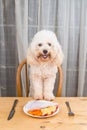 Concept of exciting dog having delicious raw meat meal on table. Royalty Free Stock Photo