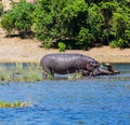 Family of hippos