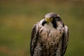 The concept of falconry. Beautiful Falcon on a perch