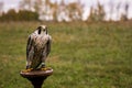 The concept of falconry. Beautiful Falcon on a perch