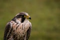 The concept of falconry. Beautiful Falcon on a perch