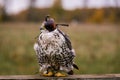 The concept of falconry. Head cap, hood. Beautiful Falcon on a perch