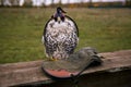 The concept of falconry. Head cap, hood. Beautiful hawk and leather glove on a perch