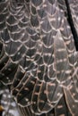 The concept of falconry. Plumage, feathers close-up beautiful hawk on a perch
