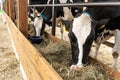 Concept of farming business and taking care of livestock. Healthy dairy cows feeding on fodder standing in row of stables in Royalty Free Stock Photo