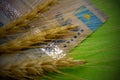 The concept of financial costs for agriculture in Kazakhstan, the price of wheat. Close-up of three spikelets lying on Kazakh