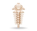 Concept flat 3d isometric illustration of spinal anatomy cutout