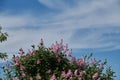 The concept of flowers and nature. Lilac bush close-up against blue sky with clouds. A beautiful wild-growing spring Royalty Free Stock Photo