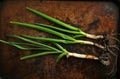 Zero kilometre food conceptual image with garden grown veggies on an oven tray Royalty Free Stock Photo