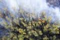 concept of forest fires. Burning forest top view aerial view. White smoke is coming from the forest