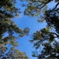 Concept of free day. Day in a park. The green trees top in the park Royalty Free Stock Photo