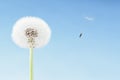 Concept of freedom. Dandelion with seeds flying away with the wind. Copy space, blue sky Royalty Free Stock Photo