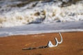 Concept of freedom: open handcuffs on sand lying