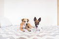 Two young dogs resting on bed in brightly lit bedroom.