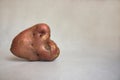 The concept of funny, unnormal vegetables and food waste. A big ugly red potato in the heart shape on a light gray background. Royalty Free Stock Photo