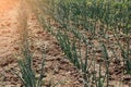 Concept of gardening. Fresh green onion in the ground soil on a sunny day. Growing vegetables