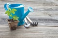 Seedlings in a peat pot and blue watering can Royalty Free Stock Photo