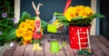 Concept of gardening Summer and spring, harmony and beauty. Flowers Primula yellow and garden tools..cartoon style