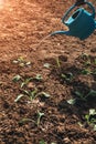 Concept of gardening. Woman's hands planting, water newly planted cabbage in the ground soil on a sunny day Royalty Free Stock Photo