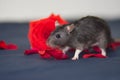 The concept of the gift of flowers. Give red roses. Gray mouse on