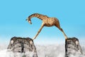 Concept of giraffe with long legs step over two rocks Royalty Free Stock Photo