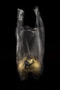 A concept golden earth at America inside transparensy plastic bag