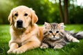 Golden Retriever Puppy And Cute Kitten Lie Together. Isolated On white Background. Png. Two Puppies Post-Processed. Generative AI Royalty Free Stock Photo