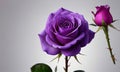 Gorgeous Purple Rose Against A Transparent Background. Generative AI