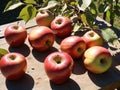 A Group Of Apples Sitting On Top Of A Wooden Table. Generative AI