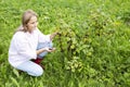 The concept of growing healthy products. A young girl farmer collects black currants. Ripe berries of black currant on a Royalty Free Stock Photo