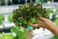 Female hand holding Red Oak Lettuce Vegetable salad in basket from a hydroponic farm. Royalty Free Stock Photo